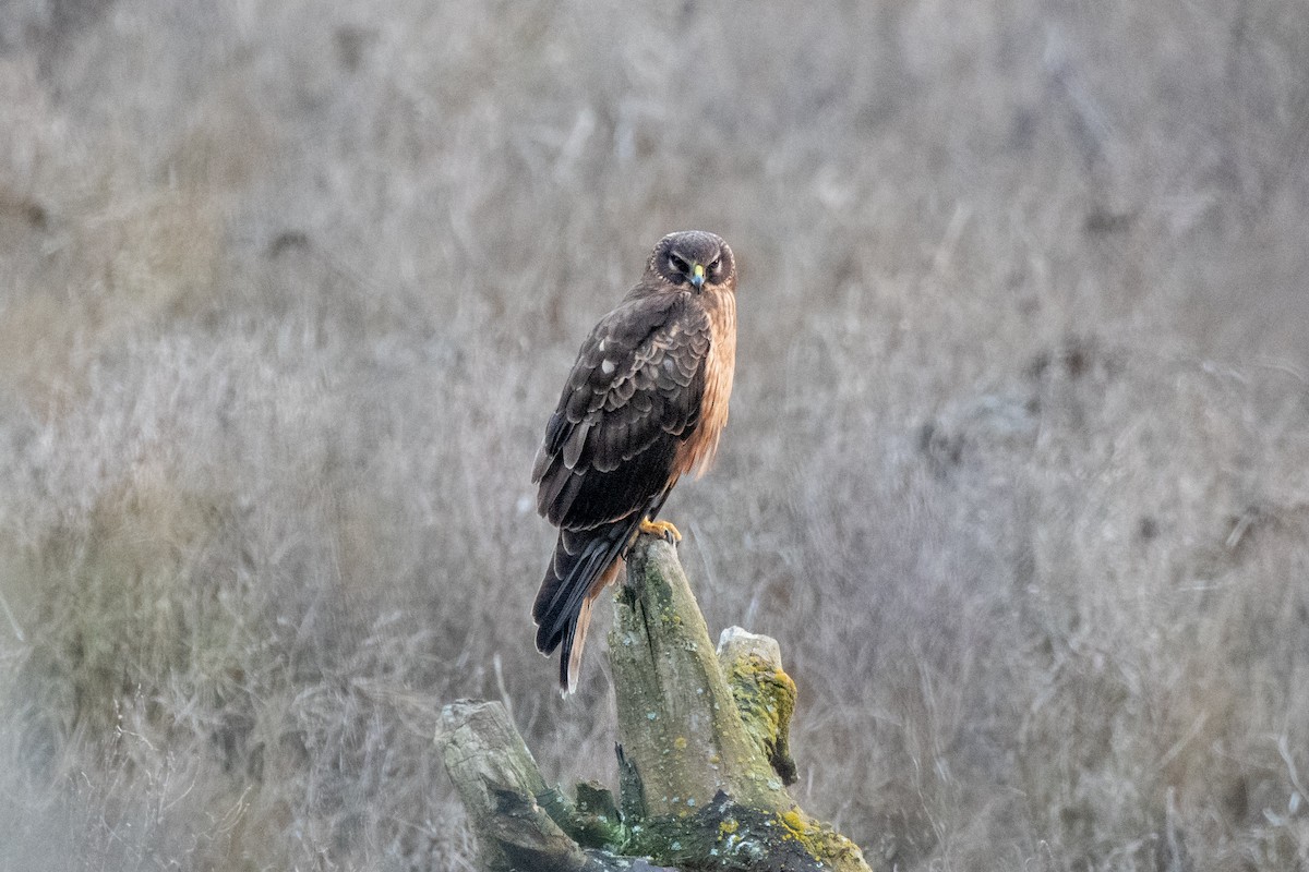 Northern Harrier - ML631382893