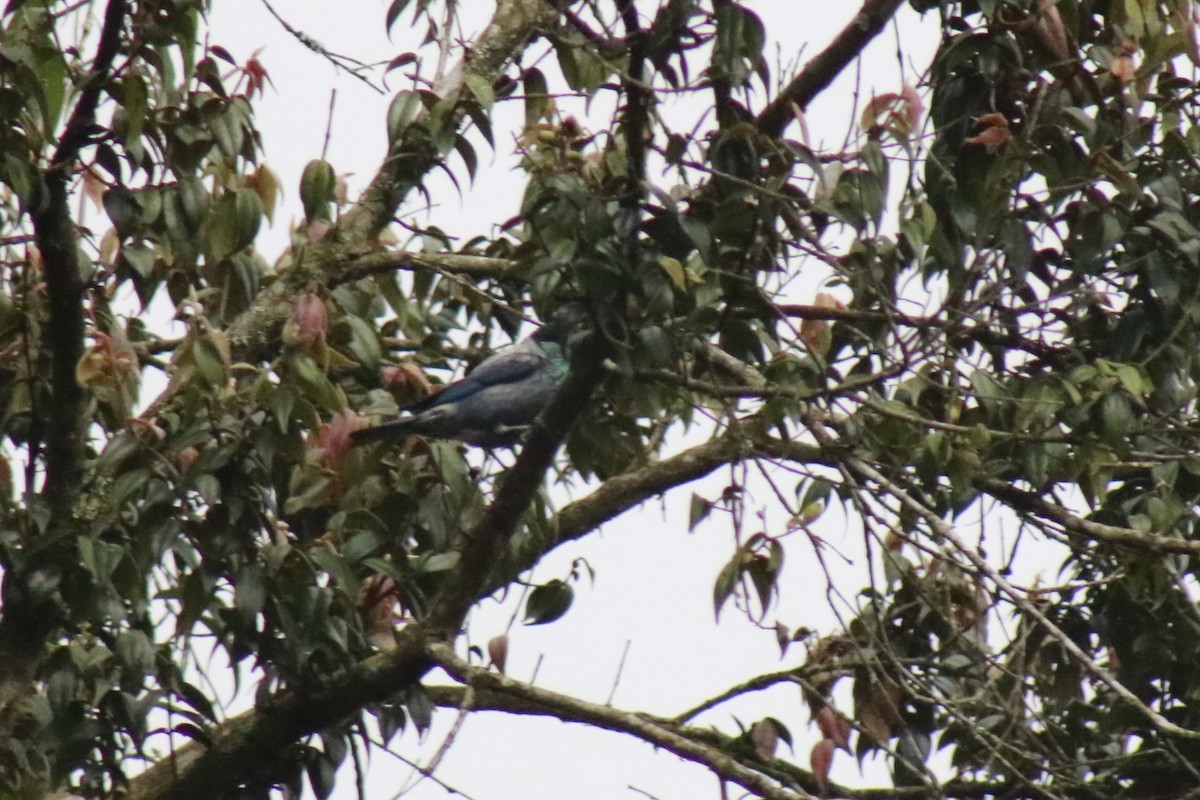Black-capped Tanager - ML631382922