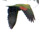 Yellow-naped Amazon - ML631383073