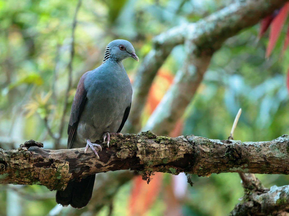 Nilgiri Wood-Pigeon - ML631383093