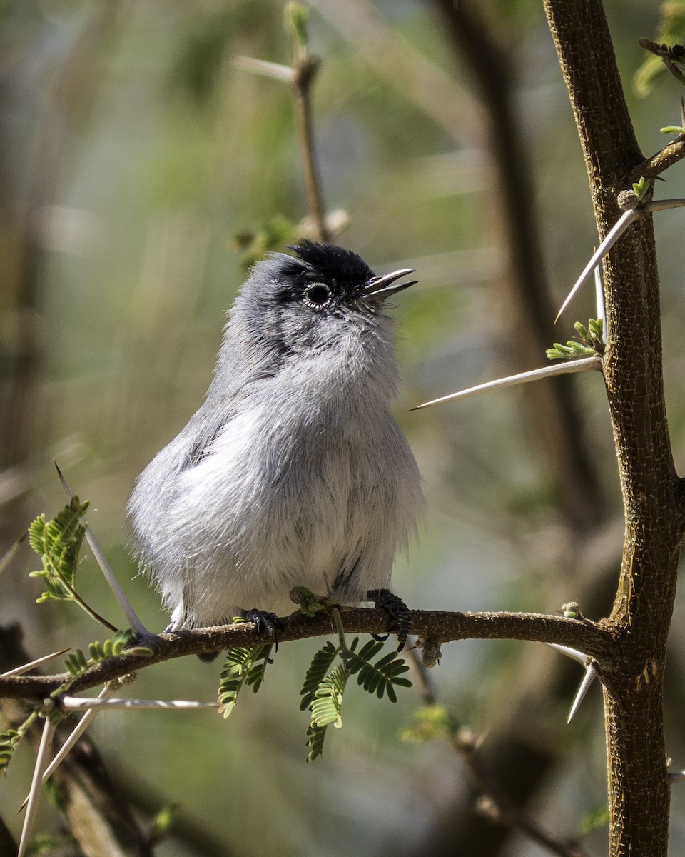 leskot pokřovní - ML631383175