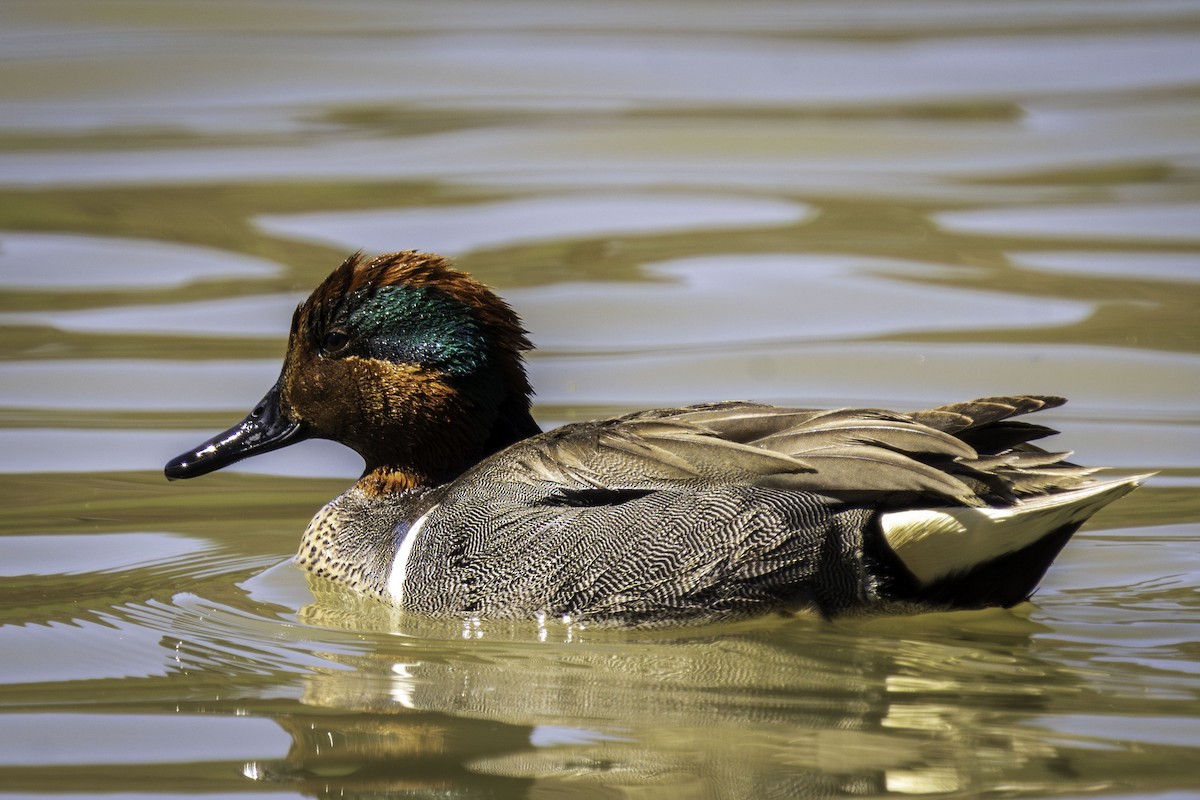 čírka obecná - ML631383179