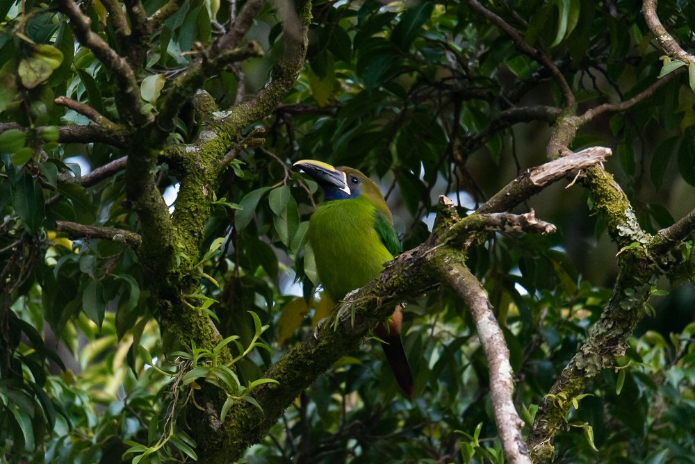 arassari smaragdový - ML631383251