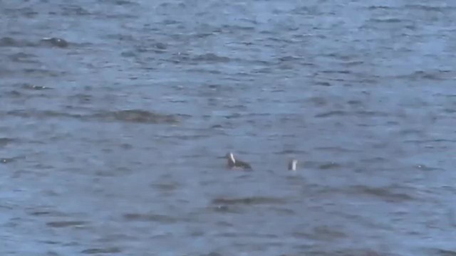 Plongeon catmarin - ML631383305