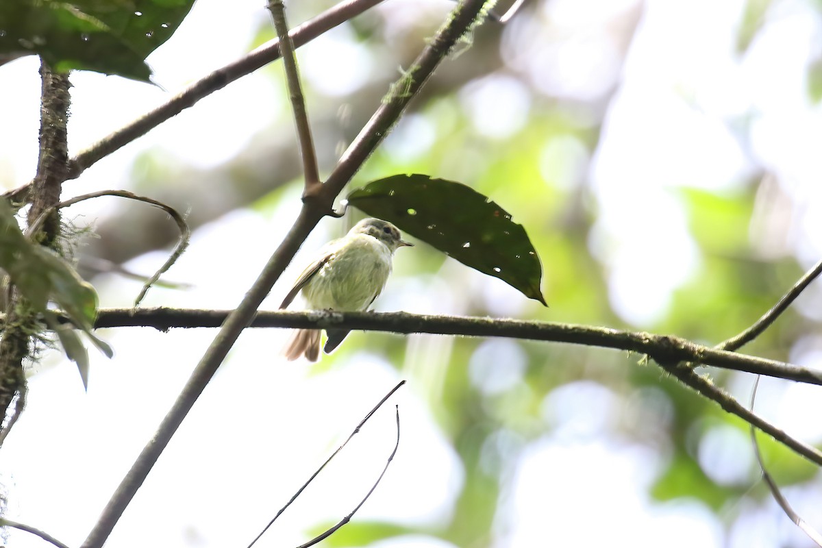 Bahia Tyrannulet - ML631383336