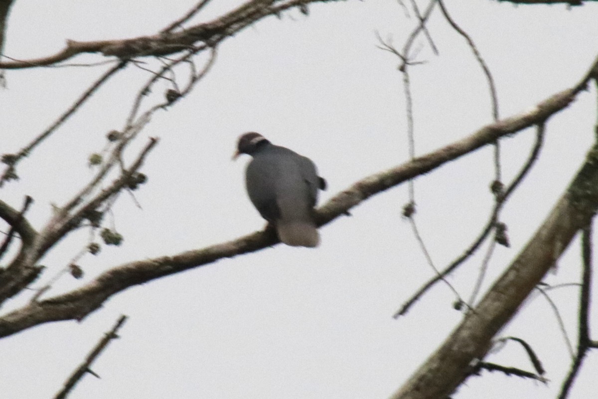 Band-tailed Pigeon - ML631383349