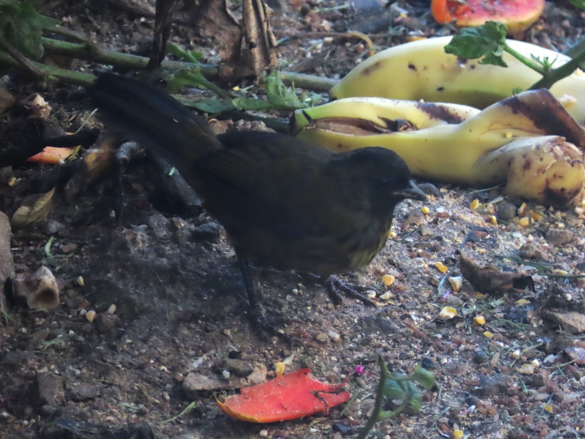 Large-footed Finch - ML631383413