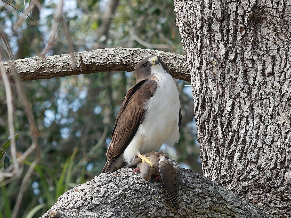 Short-tailed Hawk - ML631383472