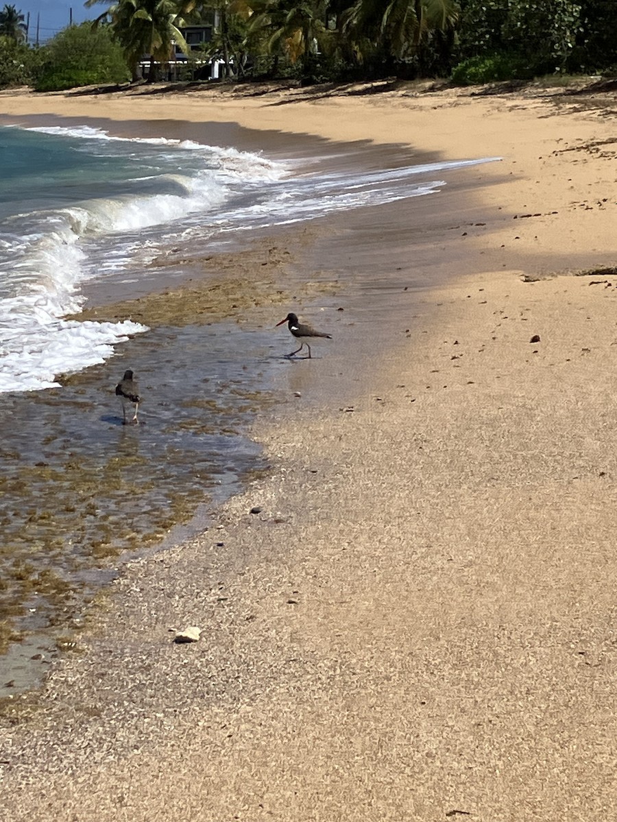 American Oystercatcher - ML631383563