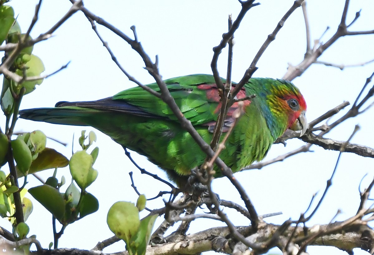 Red-faced Parrot - ML631383613