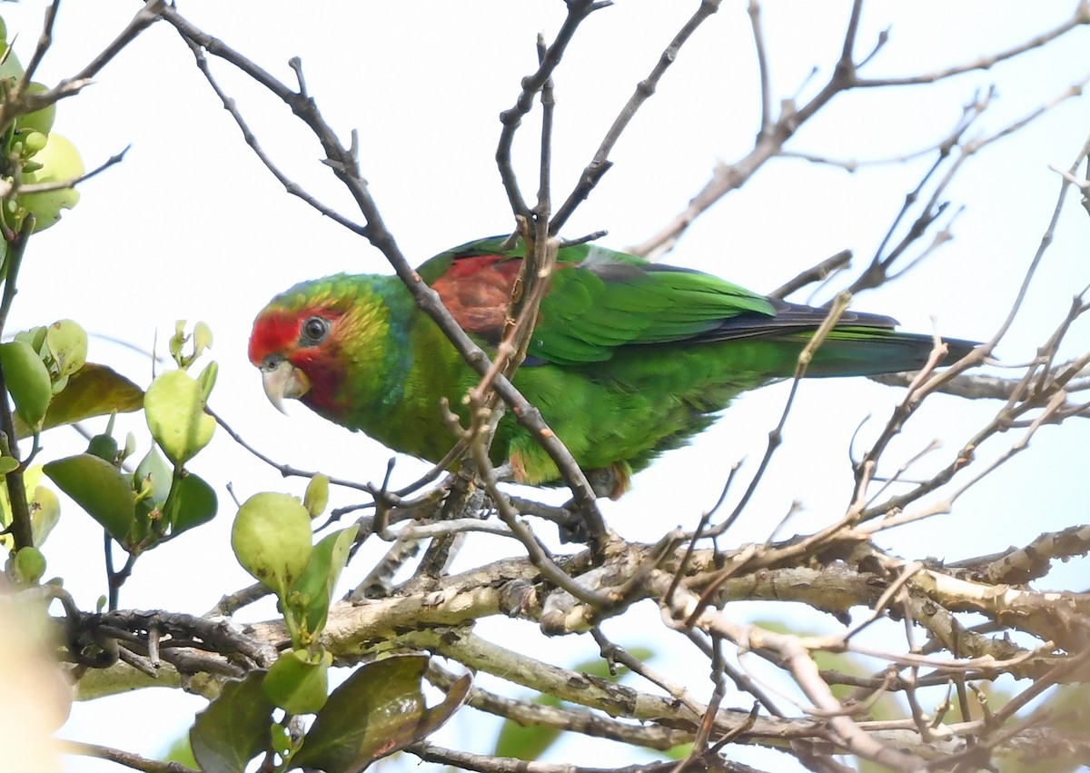 Red-faced Parrot - ML631383615