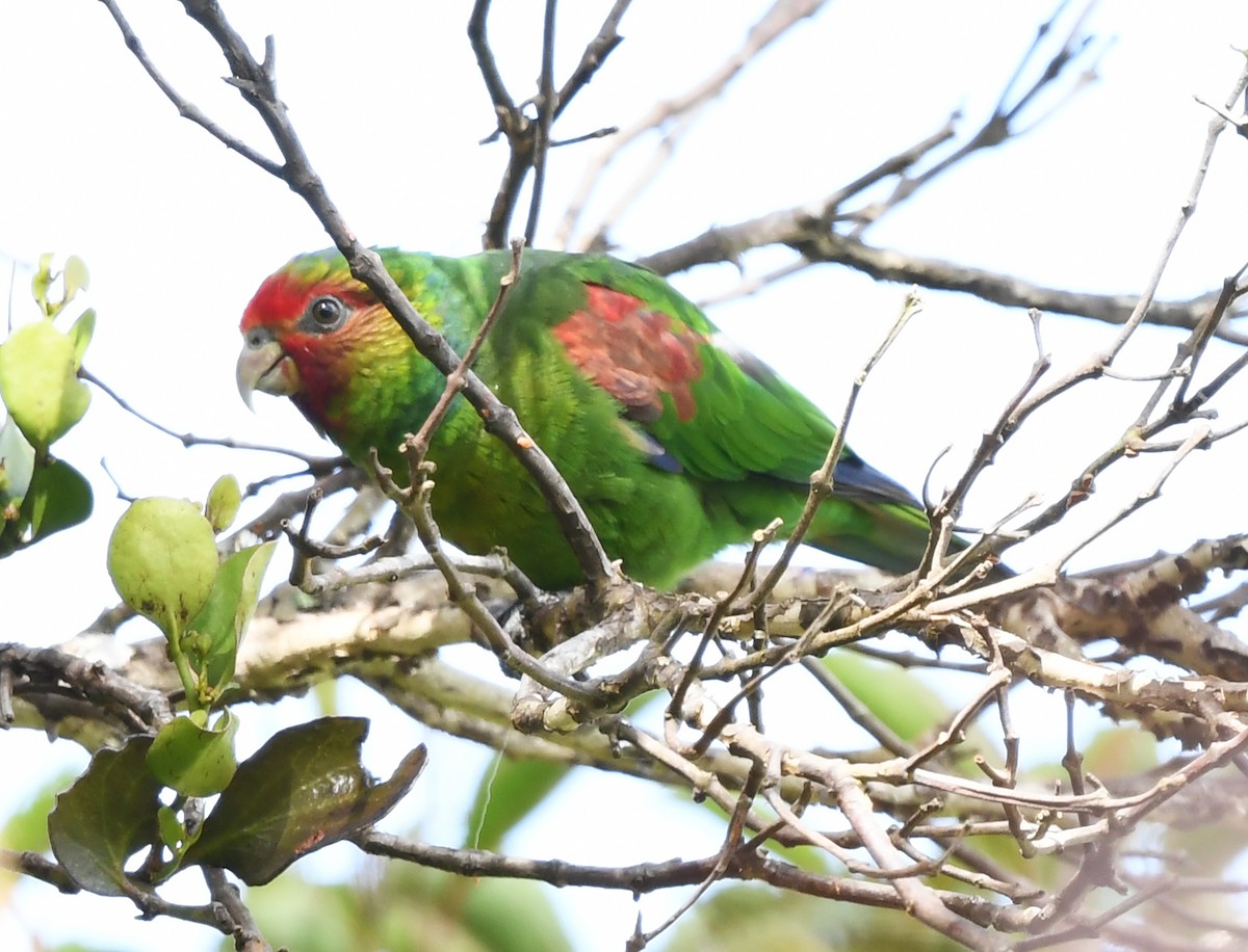 Red-faced Parrot - ML631383617