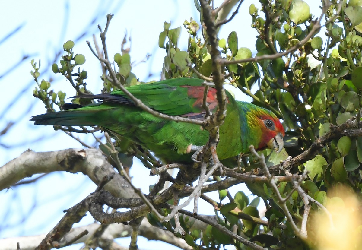 Red-faced Parrot - ML631383619