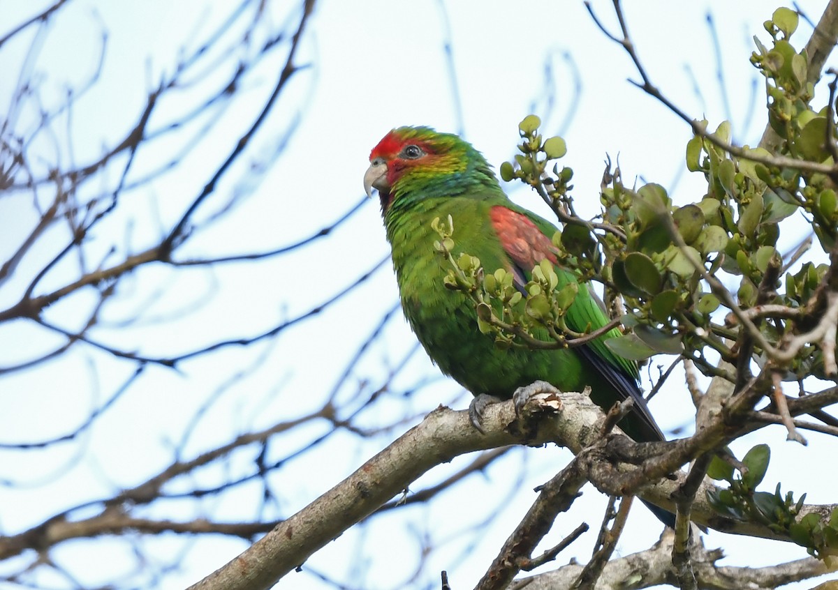 Red-faced Parrot - ML631383622