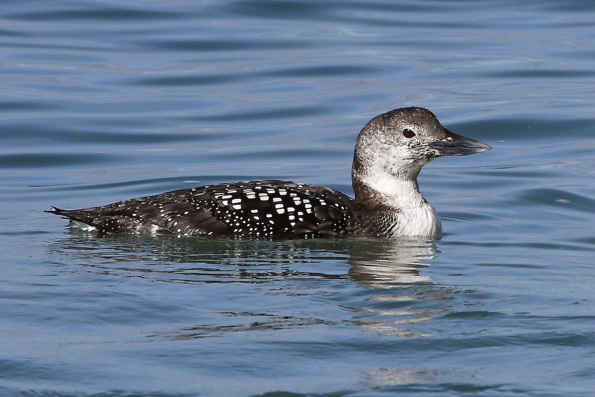 Common Loon - ML631383635