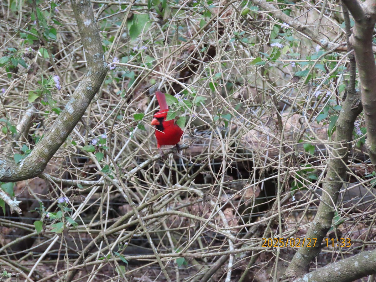 Northern Cardinal - ML631383813