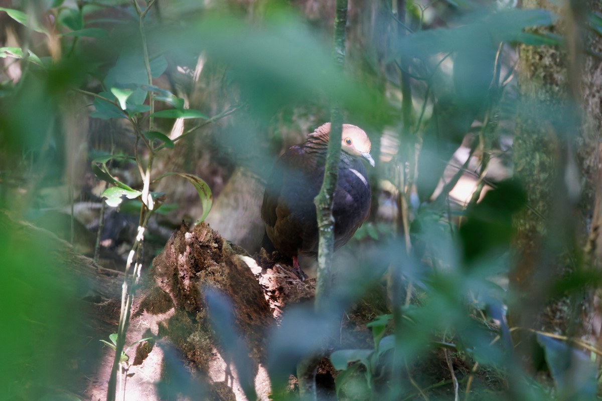 Russet-crowned Quail-Dove - ML631383826