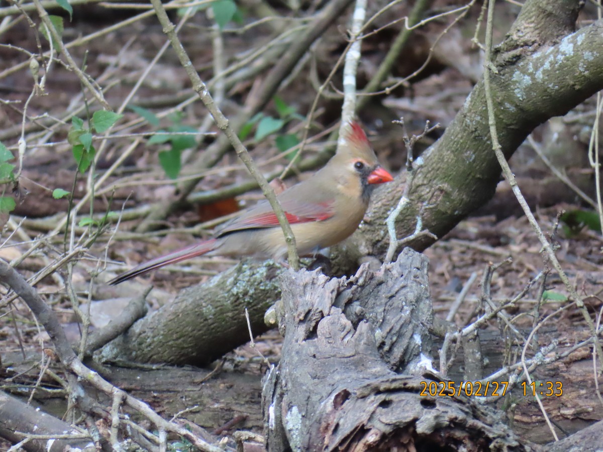 Northern Cardinal - ML631383827