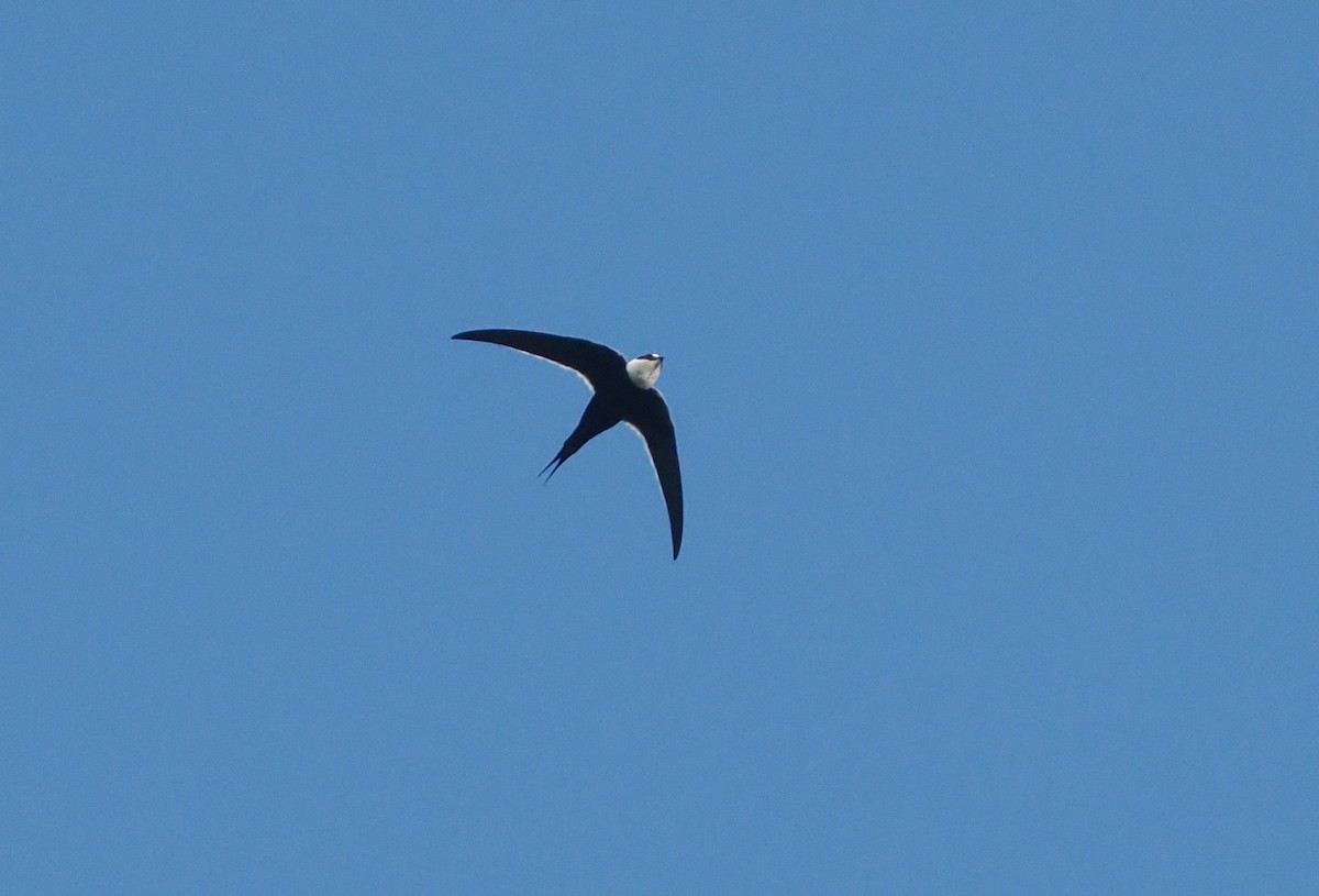 Great Swallow-tailed Swift - ML631383902