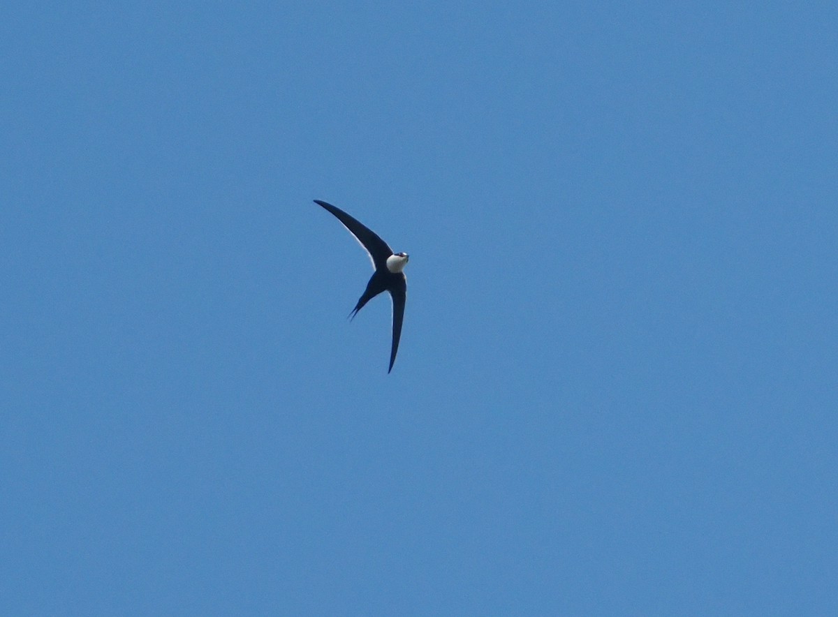 Great Swallow-tailed Swift - ML631383931