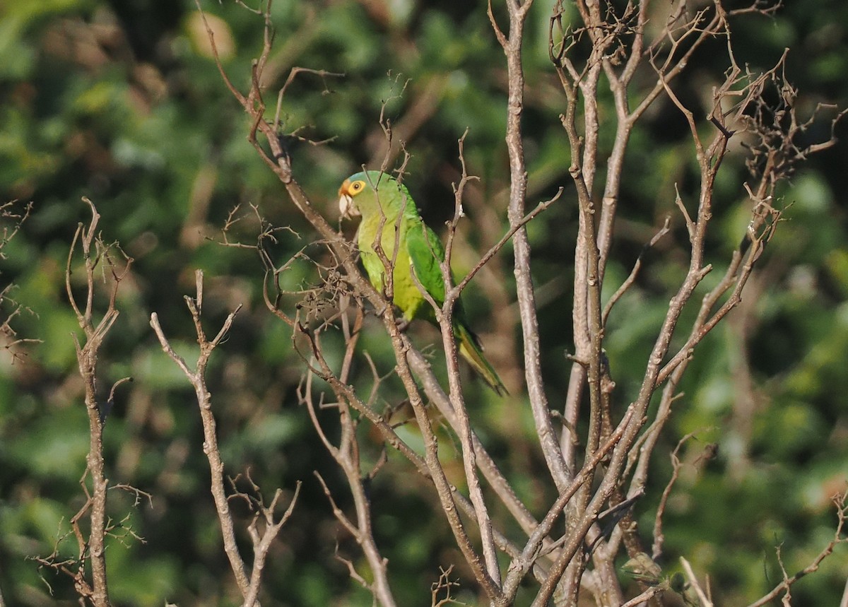 Conure à front rouge - ML631383957
