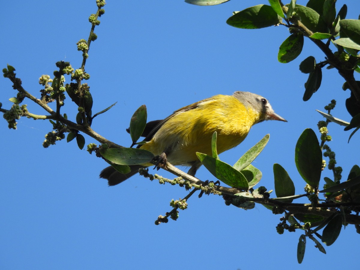 Virginia's Warbler - ML631384031