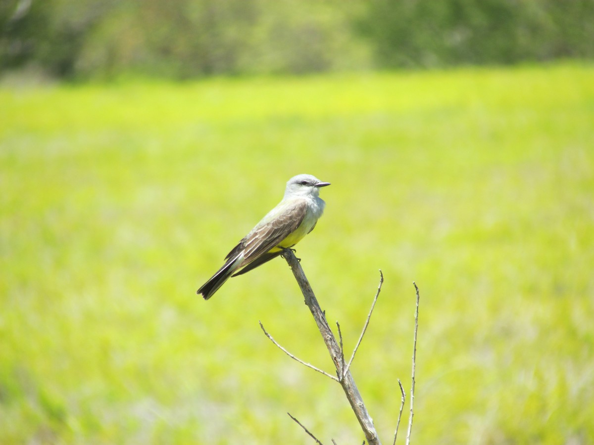 Western Kingbird - ML631384176