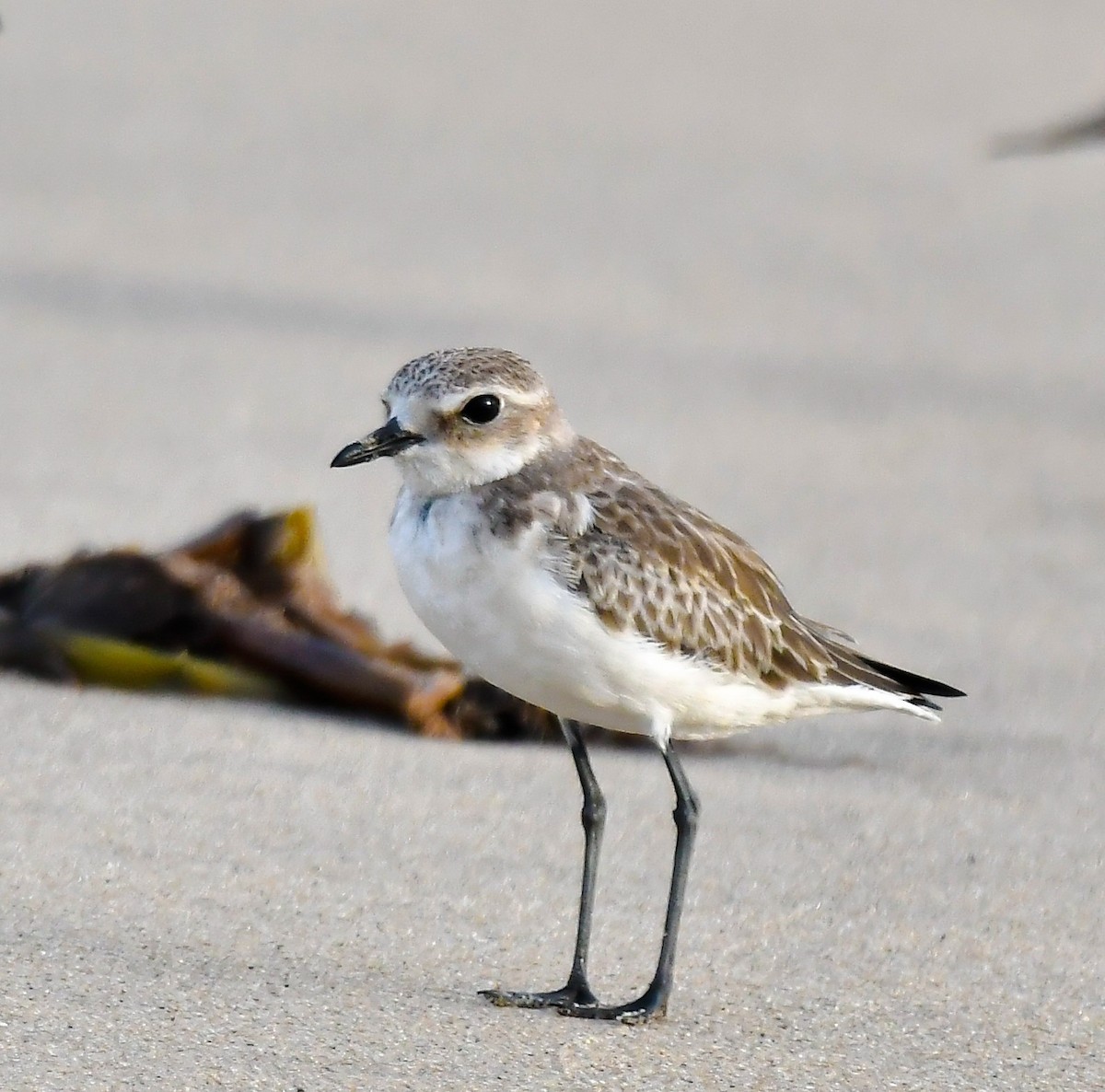 Siberian/Tibetan Sand-Plover - ML631384278