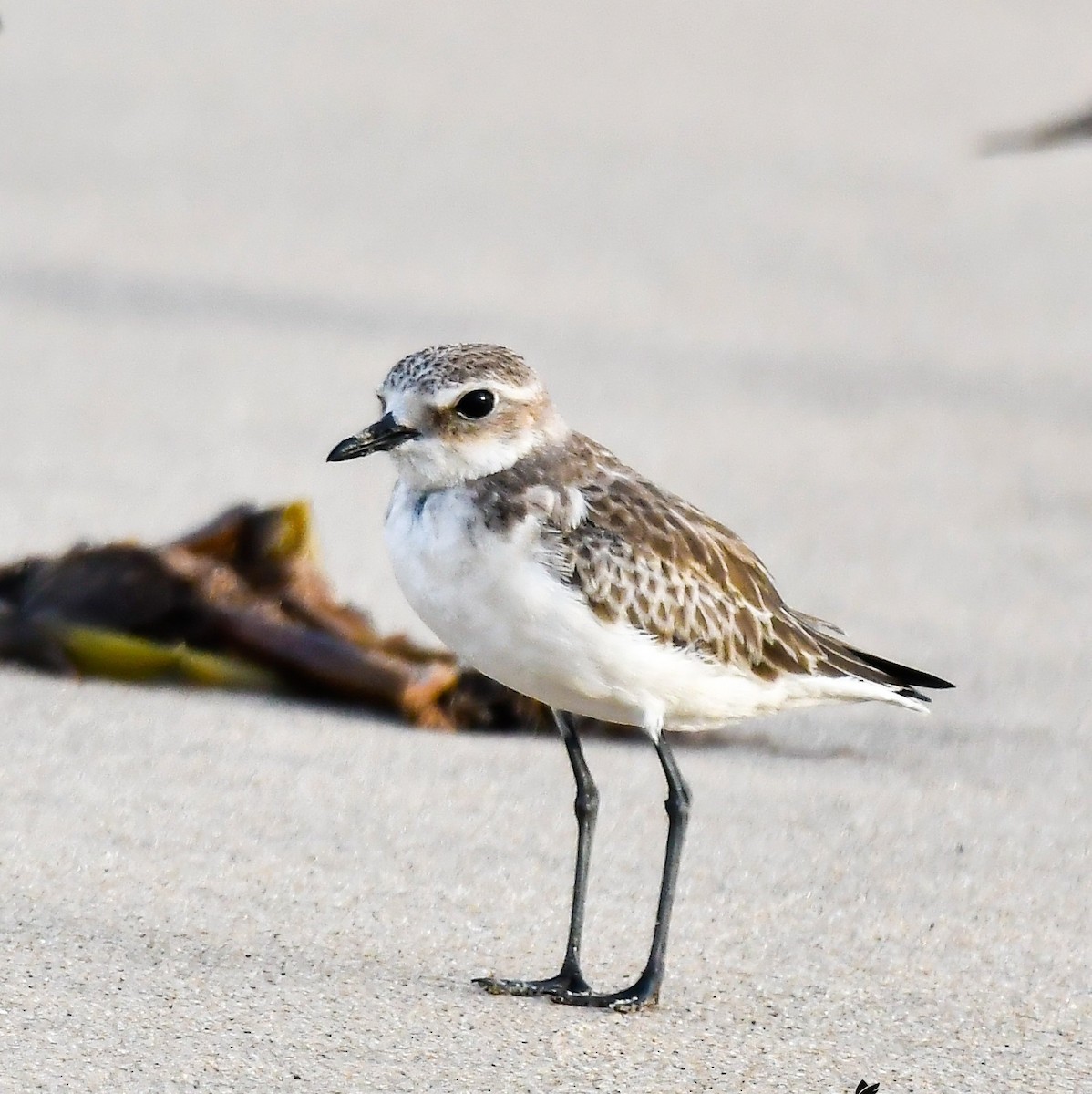 Siberian/Tibetan Sand-Plover - ML631384279