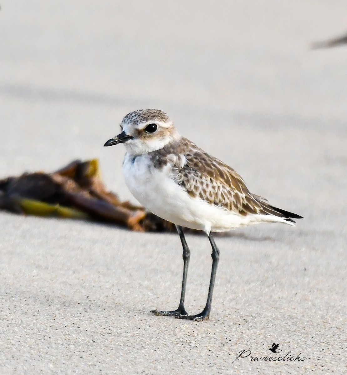 Siberian/Tibetan Sand-Plover - ML631384280