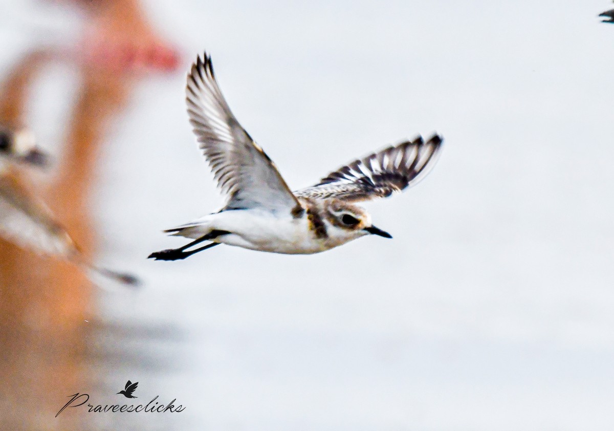 Siberian/Tibetan Sand-Plover - ML631384282