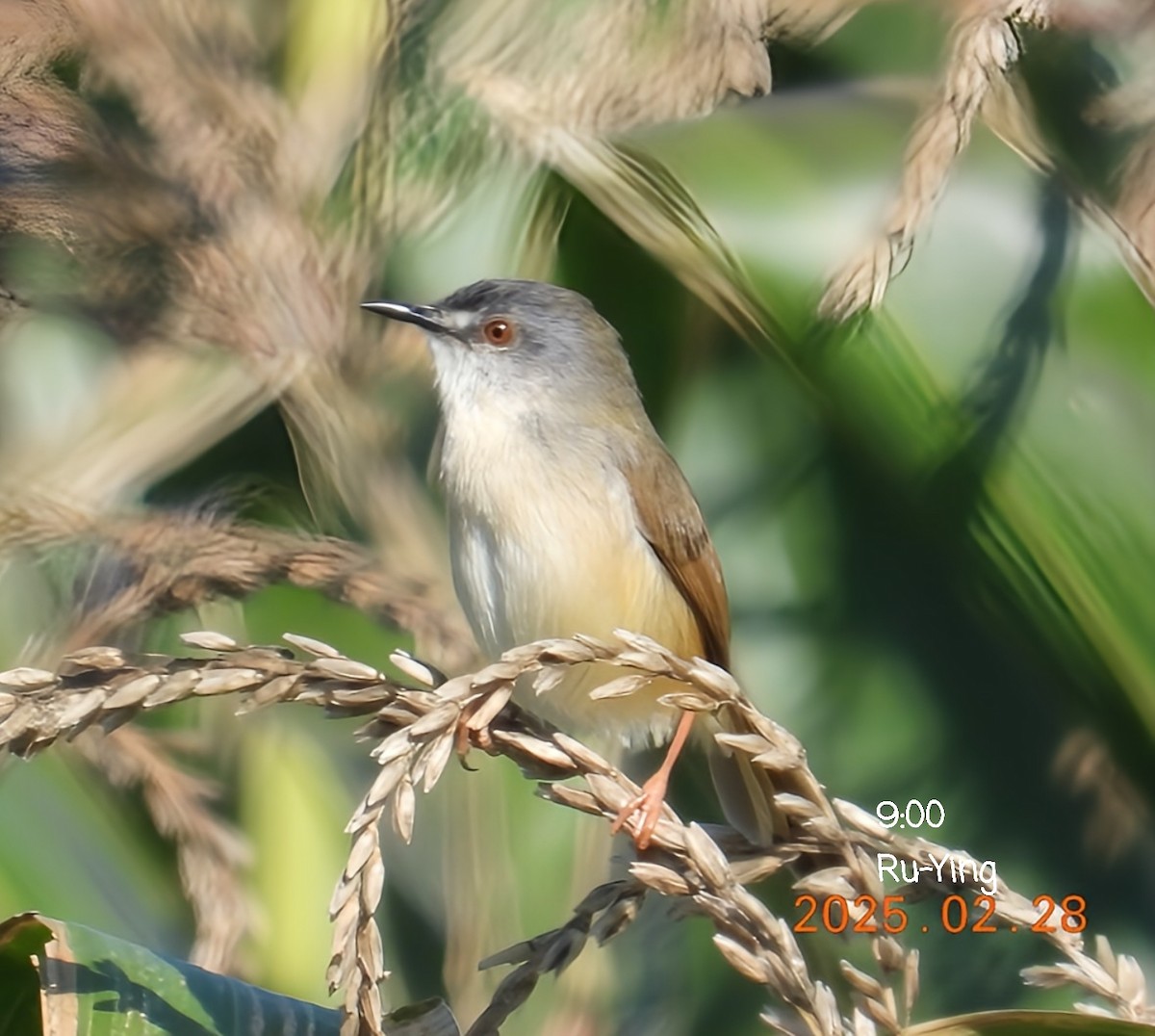 Yellow-bellied Prinia - ML631384487