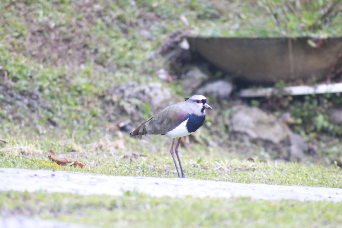 Southern Lapwing - ML631384524