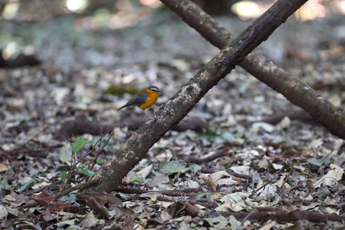 Gray-winged Robin-Chat - ML631384597