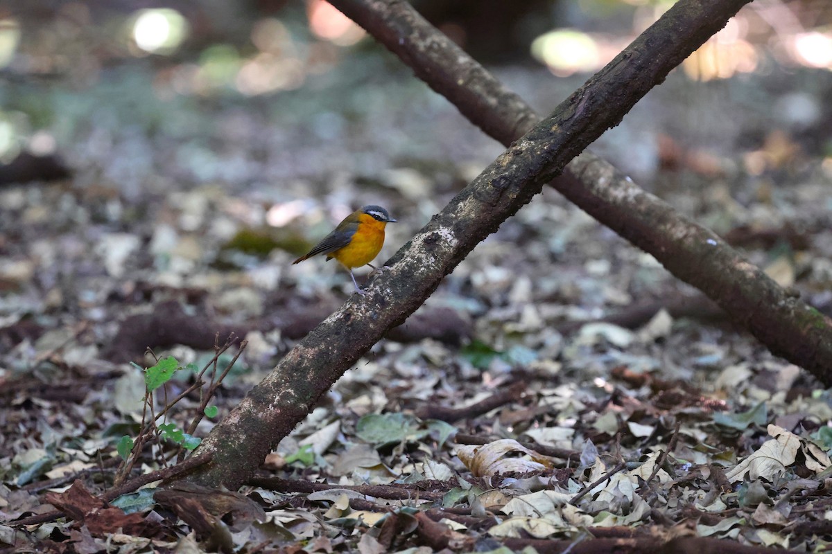 Gray-winged Robin-Chat - ML631384701