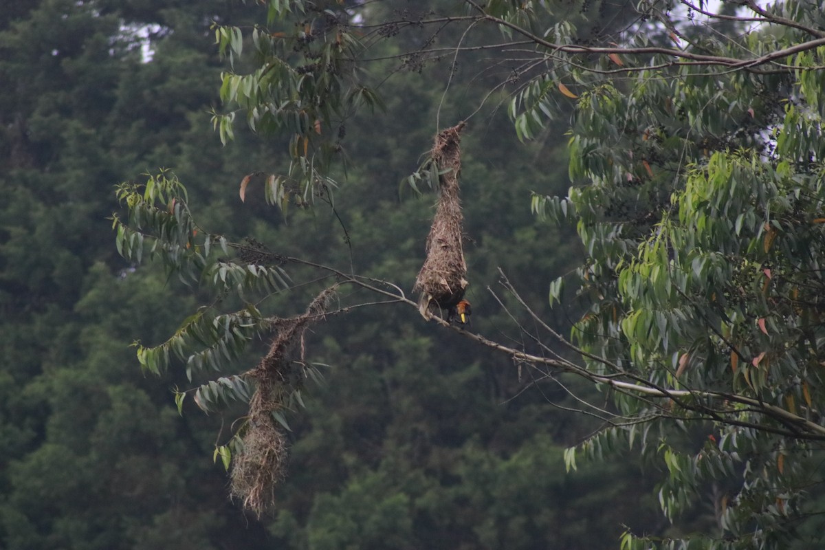 Russet-backed Oropendola - ML631385210