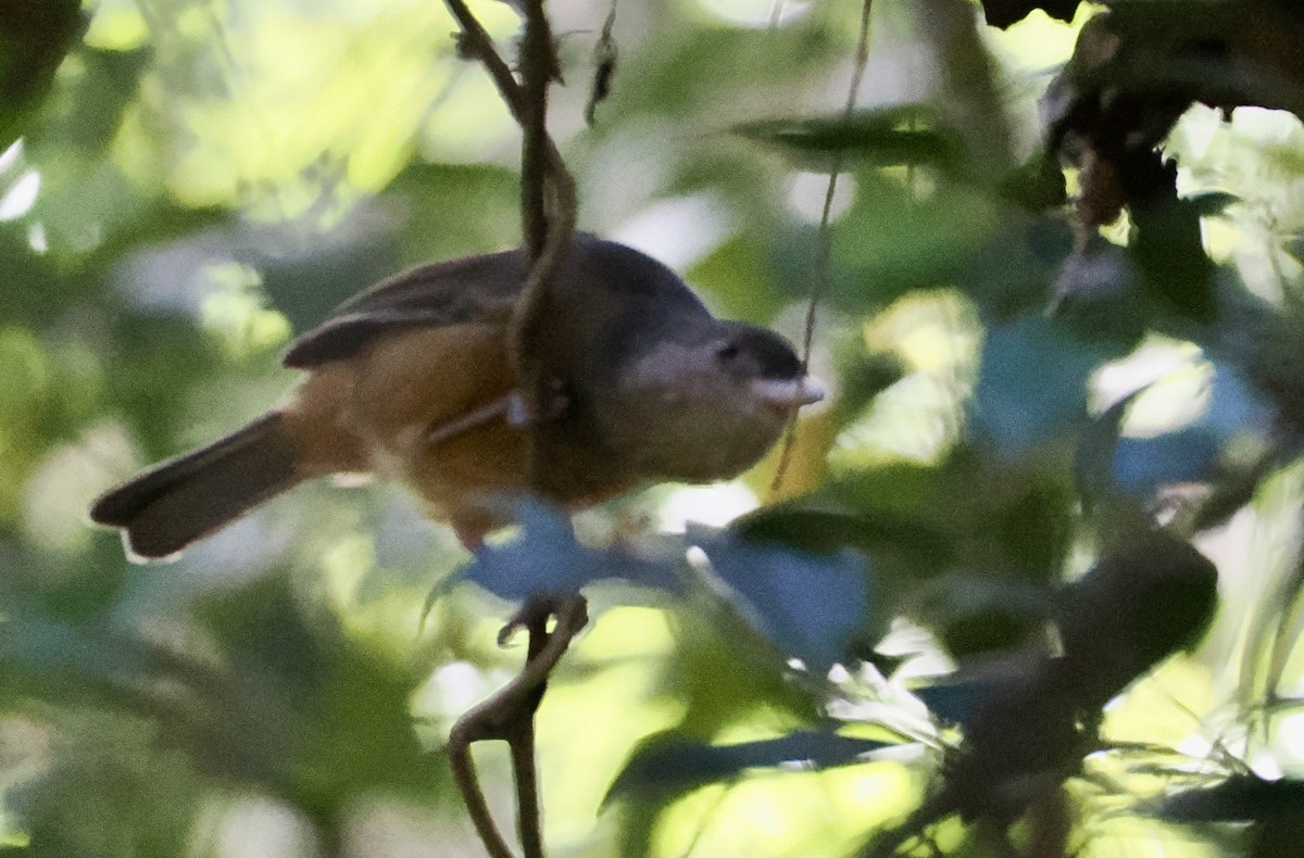 Rufous Shrikethrush - ML631385368