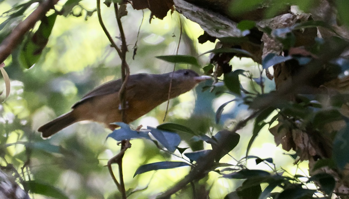 Rufous Shrikethrush - ML631385369