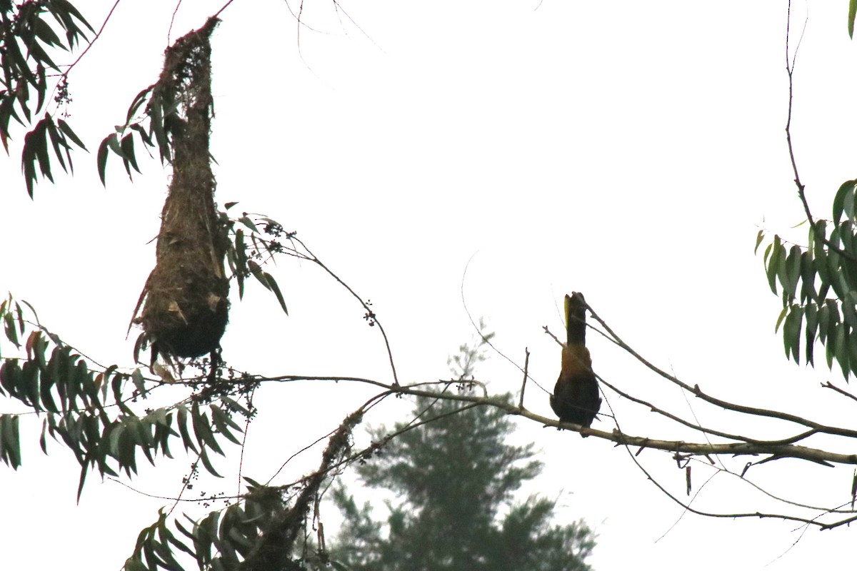 Russet-backed Oropendola - ML631385381