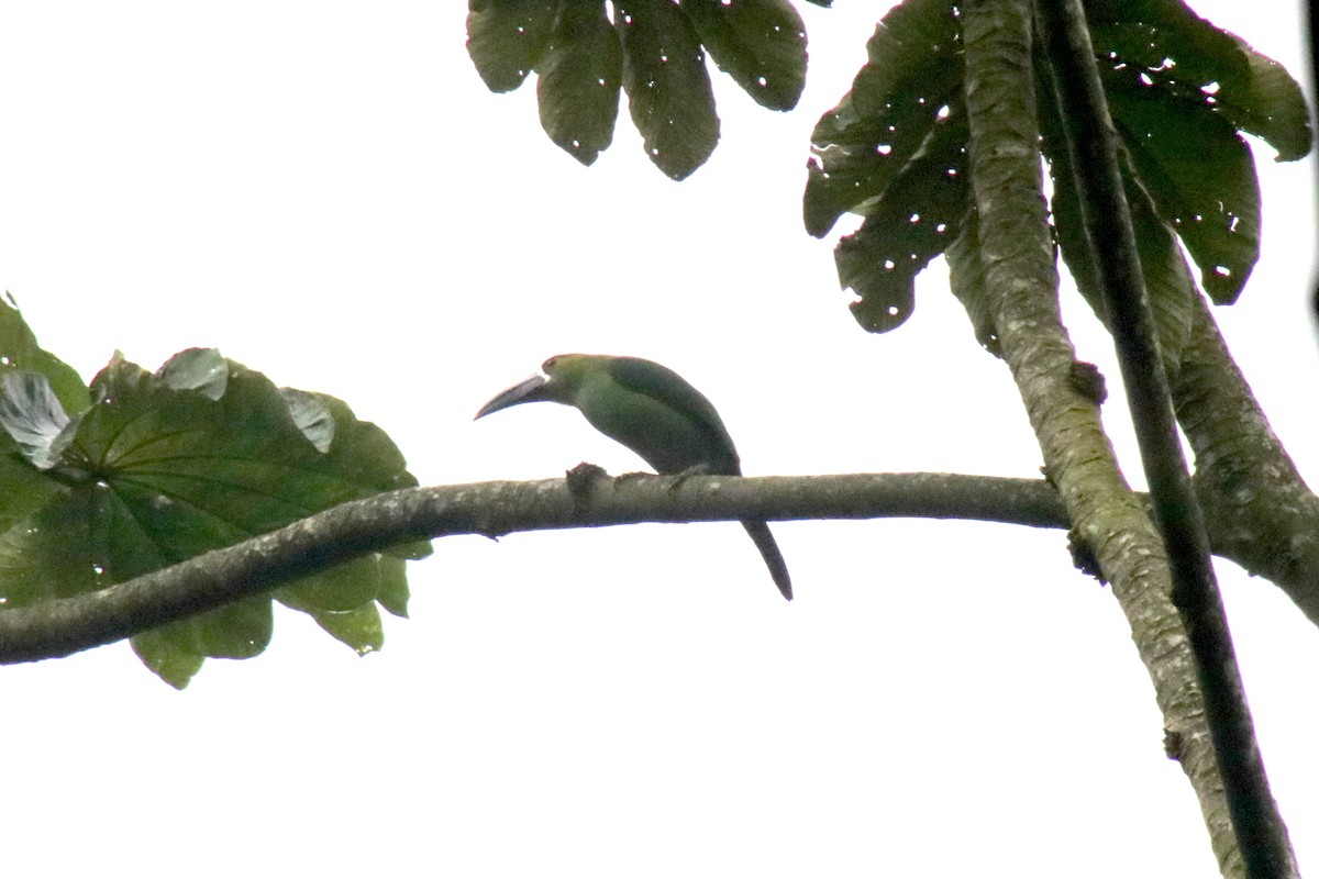 Southern Emerald-Toucanet (Andean) - ML631385445