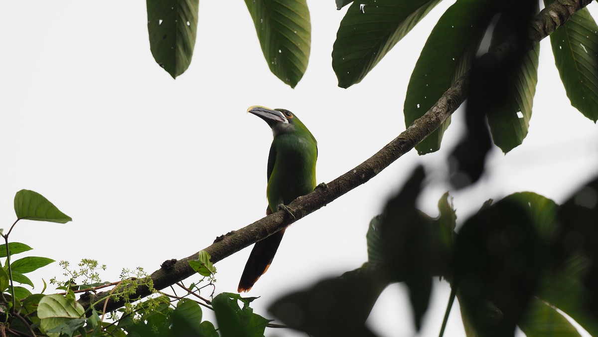 Southern Emerald-Toucanet (Andean) - ML631385578