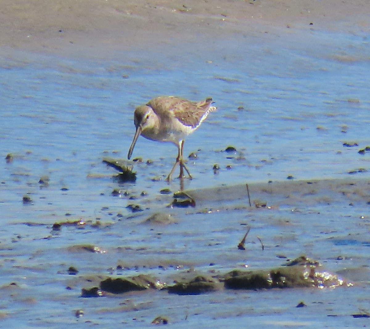 Short-billed Dowitcher - Heather Buttonow