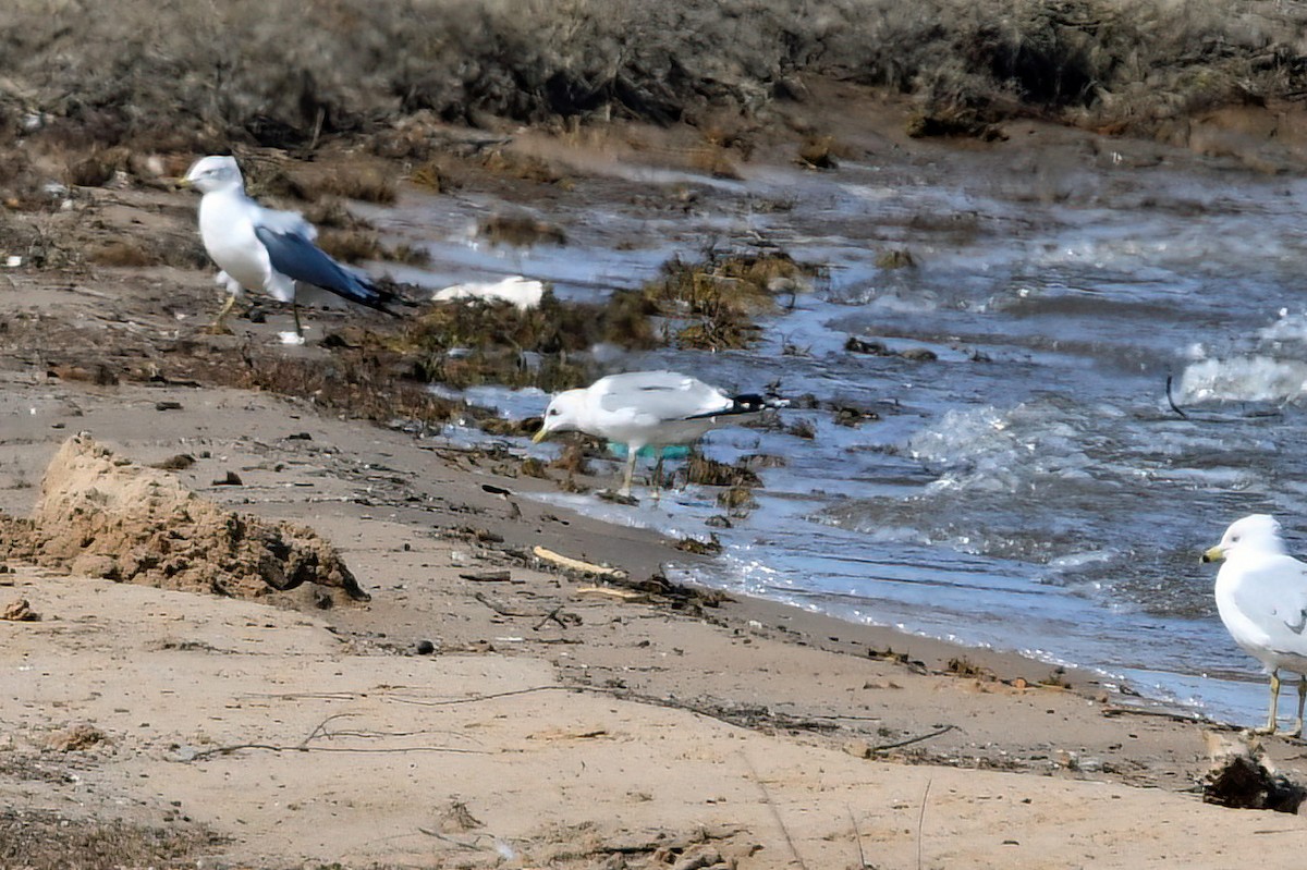 Short-billed Gull - ML631385711