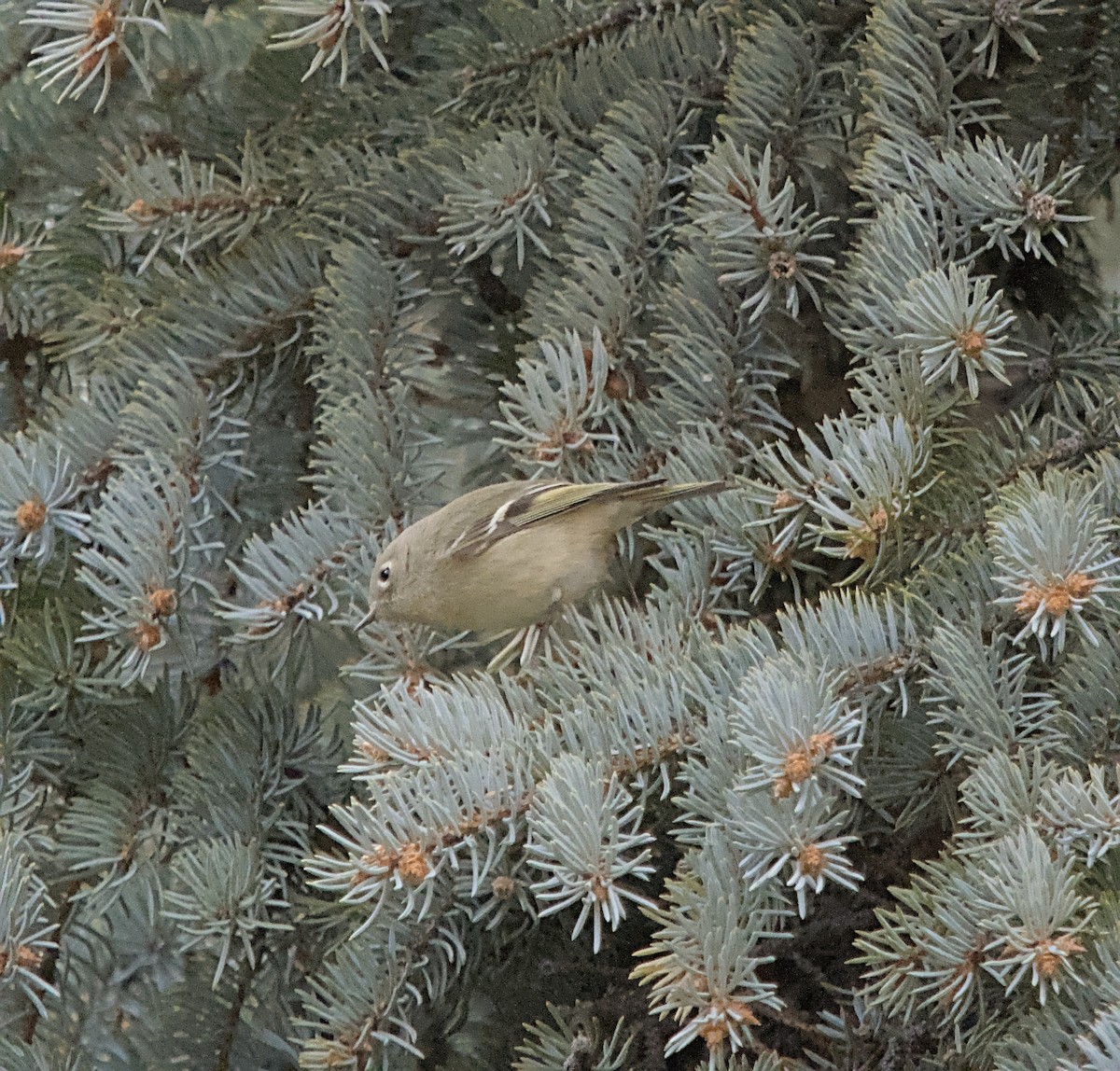 Ruby-crowned Kinglet - ML631385842