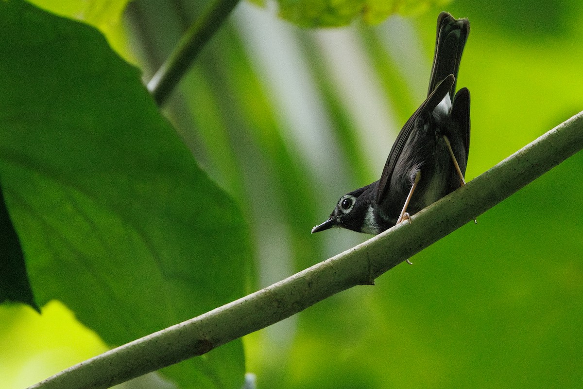Whistling Warbler - ML631385975