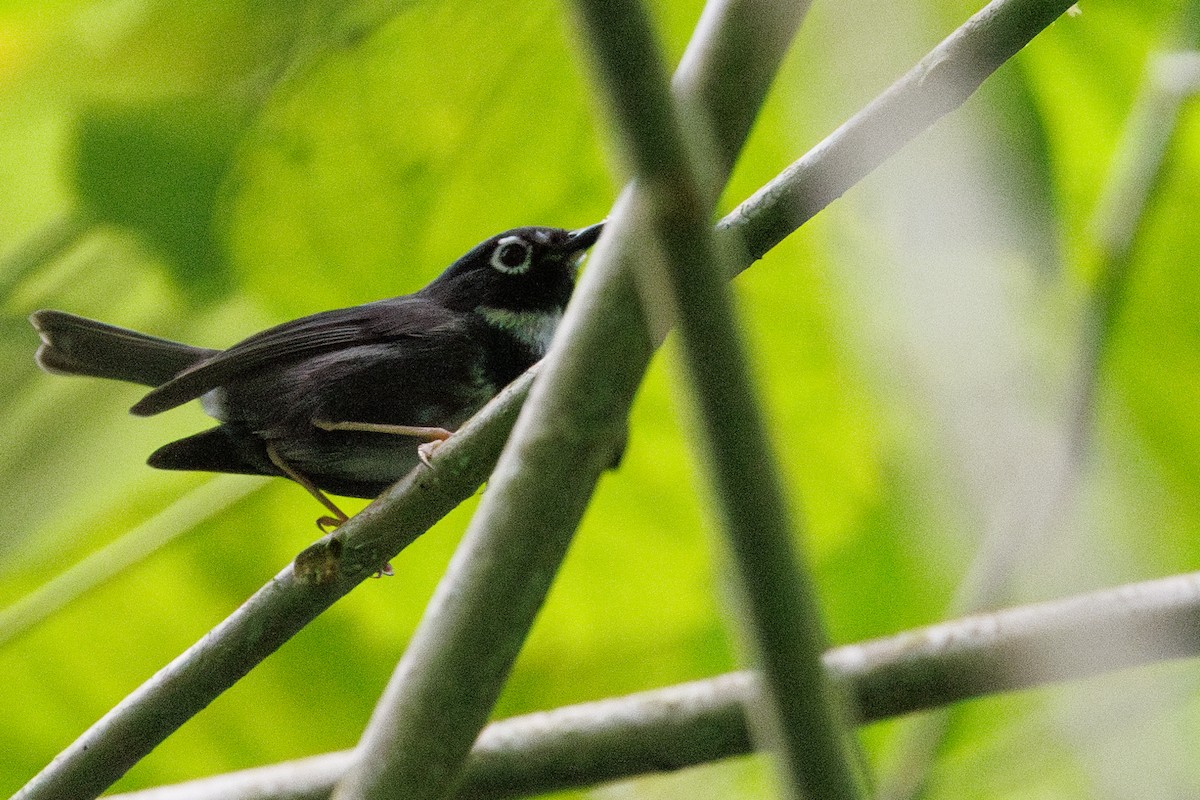Whistling Warbler - ML631385980