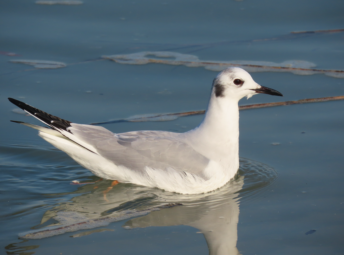 Bonaparte's Gull - ML631385986