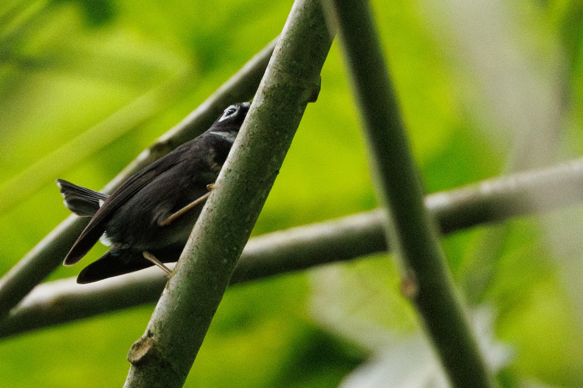 Whistling Warbler - ML631385988