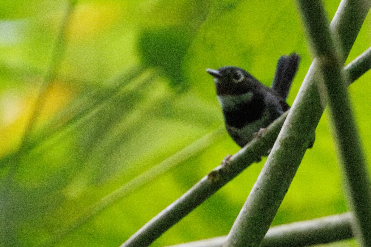 Whistling Warbler - ML631385990