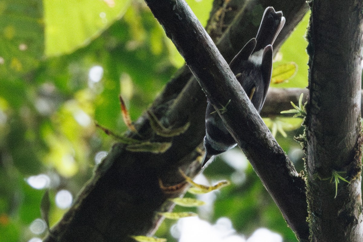 Whistling Warbler - ML631385991
